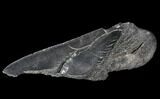 Partial Fossil Megalodon Tooth - Serrated Blade #84260-1